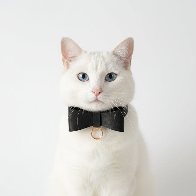Portrait d'un chat blanc portant un collier en cuir noir avec nœud papillon et médaille dorée, isolé sur fond blanc, Palais Félin Paris.