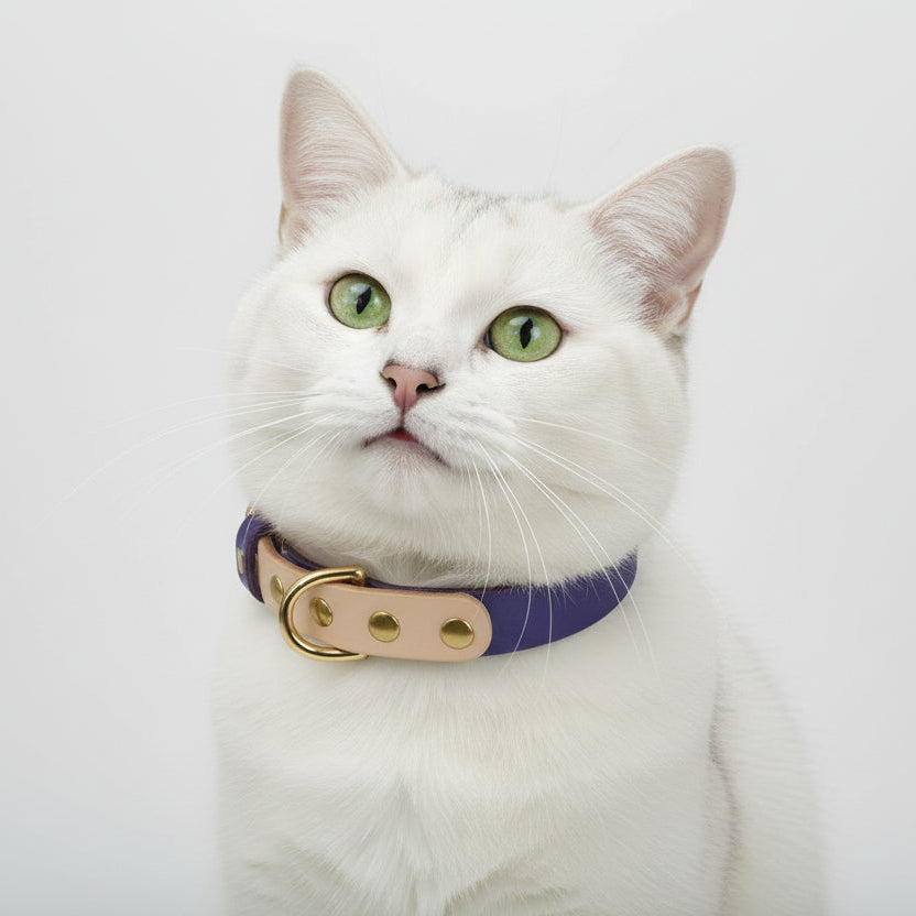 Portrait d'un chat blanc portant un collier en cuir synthétique bleu de haute qualité avec finitions métalliques dorées et médaillon central, isolé sur fond blanc, Palais Félin Paris.
