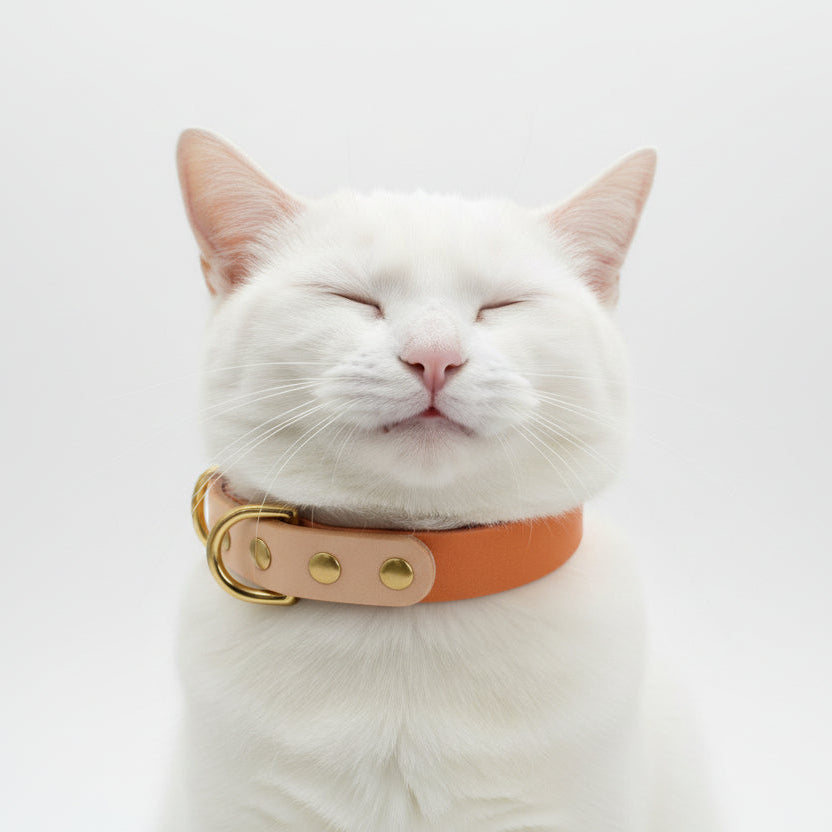Portrait d'un chat blanc portant un collier en cuir synthétique orange de haute qualité avec finitions métalliques dorées et médaillon central, isolé sur fond blanc, Palais Félin Paris.